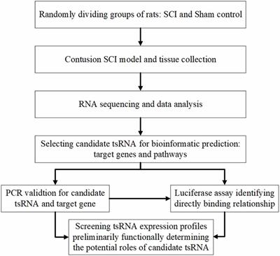 Differential Expression Profiles and Functional Prediction of tRNA-Derived Small RNAs in Rats After Traumatic Spinal Cord Injury